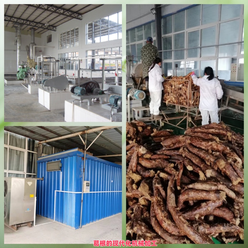 1766912552562256.jpg 葛根的現(xiàn)代化機(jī)械加工.jpg