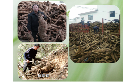 一勺野生葛根粉里的「古今對(duì)話」，從古籍記載到現(xiàn)代餐桌的清涼傳承