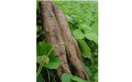 吃了這么多年的野生葛根粉，你吃對(duì)了嗎？