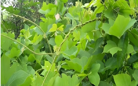 七夕寵妻狂魔就選它！二月風(fēng)雙有機(jī)野生葛根粉，健康又有文化味 