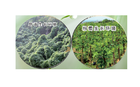 高學歷養(yǎng)生黨親測：這款雙有機野生葛根粉，憑什么成日常優(yōu)選？?