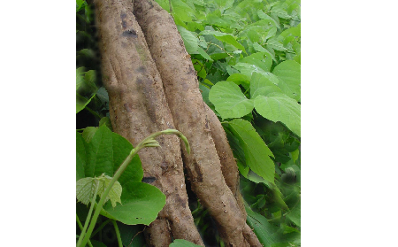 長期吃葛粉是養(yǎng)生還是傷身？科學(xué)解讀它的三大益處，讓你吃得更明白！