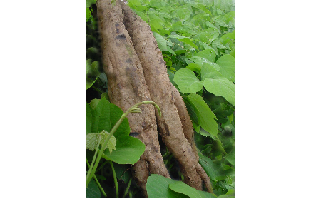 正宗的野生葛根粉，本質(zhì)是淀粉嗎？探秘千年本草中的自然饋贈(zèng)