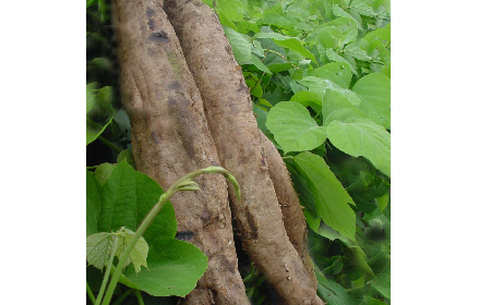 葛粉是什么？解鎖這份藏著千年文化與養(yǎng)生智慧的天然食材
