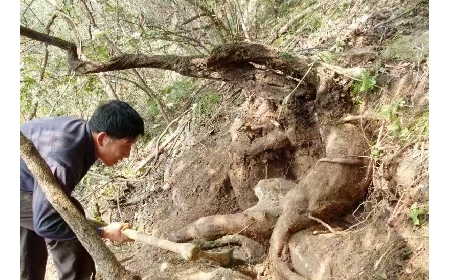 藏在隨州深山里的自然饋禮：二月風(fēng)有機(jī)野生葛根粉，守護(hù)孩子純粹成長(zhǎng)