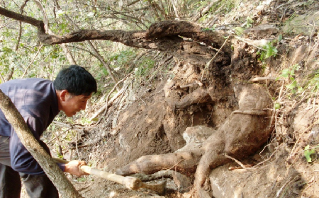 深山藏珍，二月風(fēng)正在大量收購寒冬野生葛根