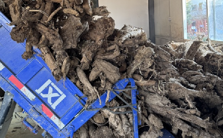 霜降采葛正當(dāng)時！二月風(fēng)大量收購霜降葛根，以匠心護(hù)品質(zhì)、以產(chǎn)業(yè)助增收