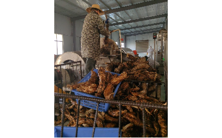 野生葛粉加工正當時，二月風匠心傳承好味道